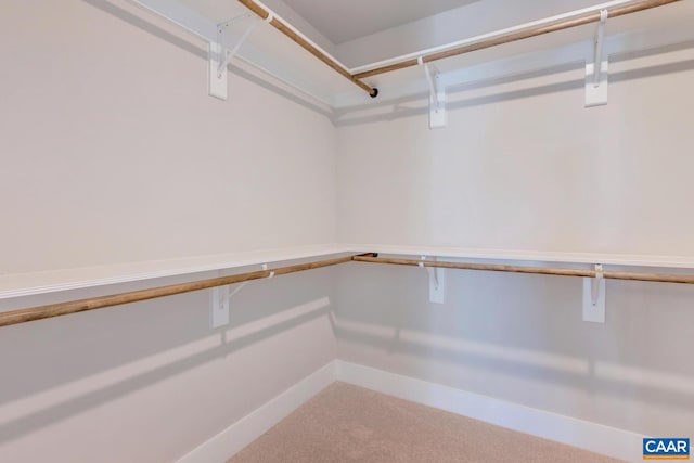 spacious closet featuring carpet flooring