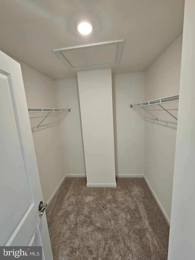 spacious closet featuring carpet