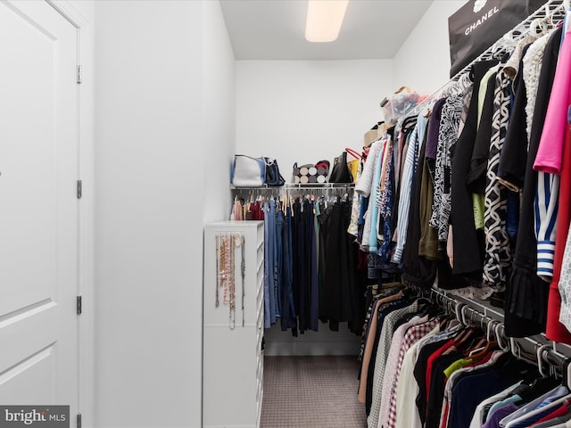 spacious closet featuring carpet