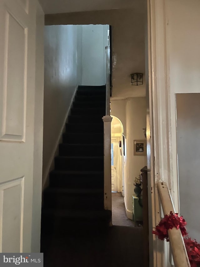 staircase with carpet floors