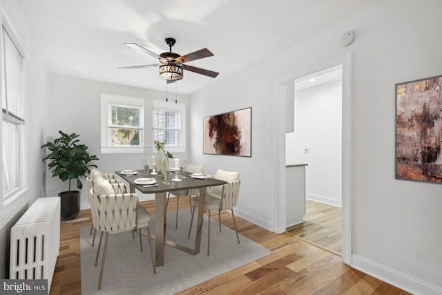 dining room featuring light hardwood / wood-style floors, radiator, and ceiling fan