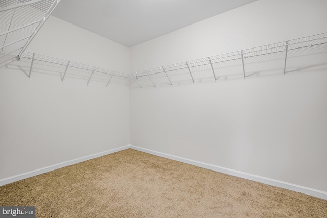 spacious closet with carpet