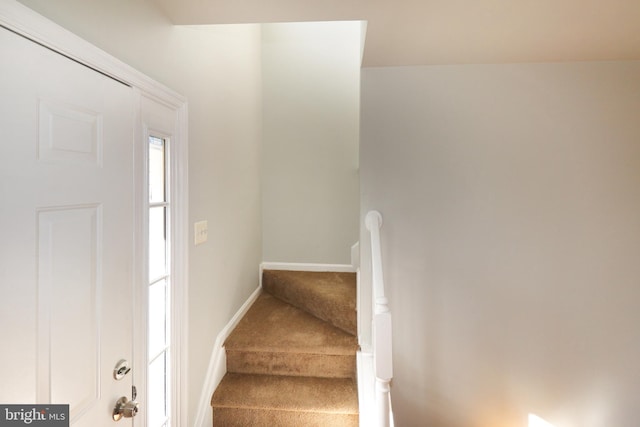 staircase featuring carpet floors