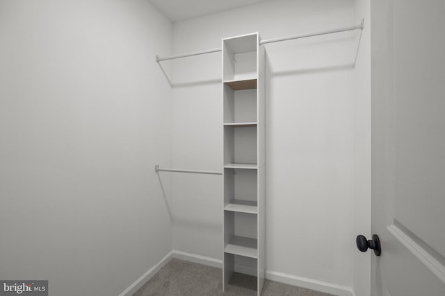 spacious closet featuring carpet floors