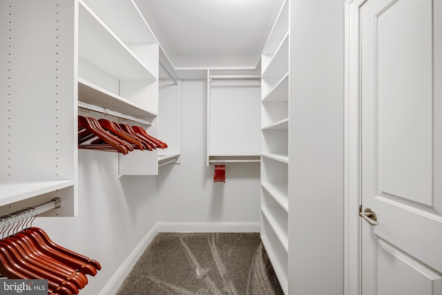 spacious closet featuring carpet