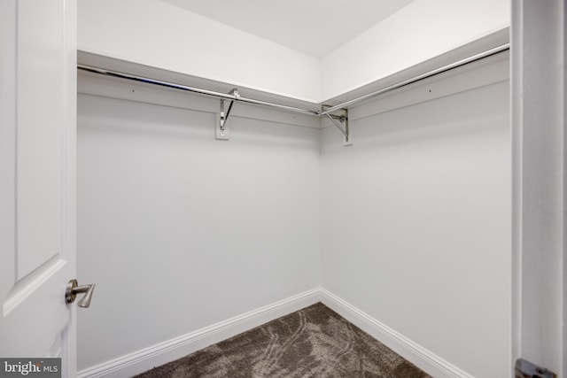 spacious closet featuring carpet floors