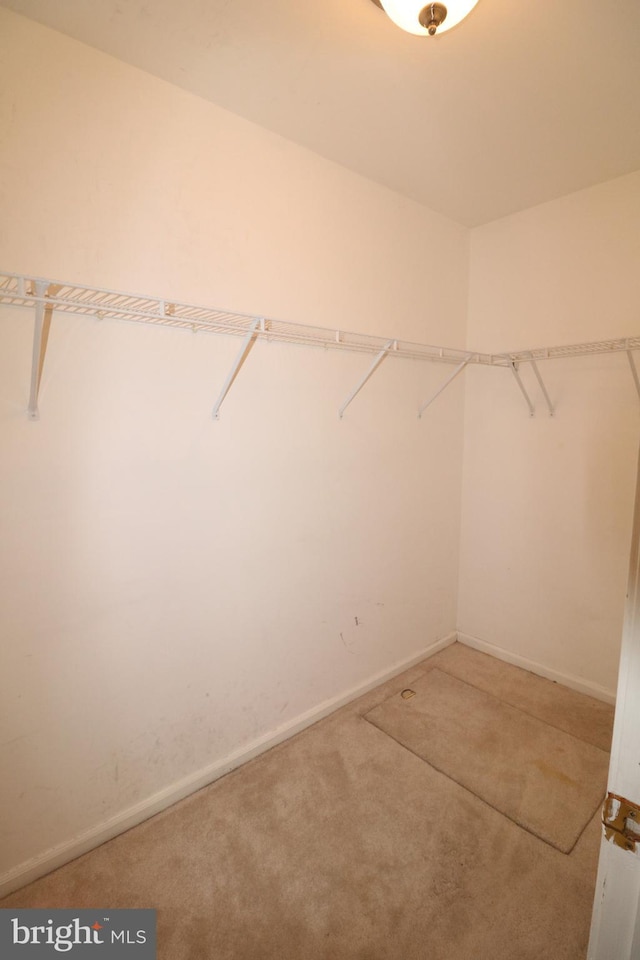 spacious closet featuring carpet floors