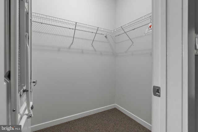 walk in closet with carpet flooring