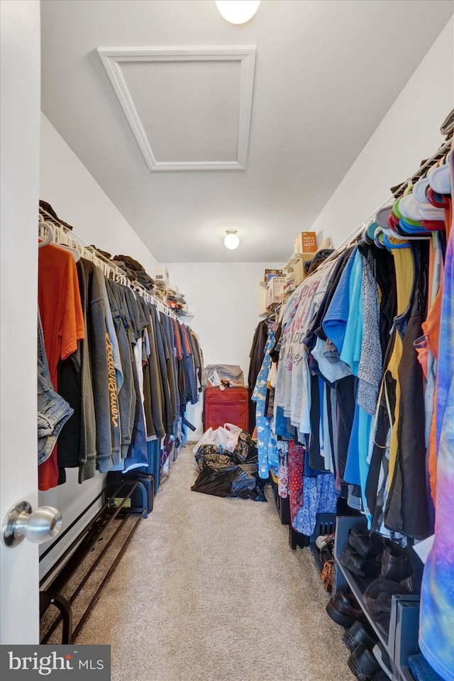 spacious closet featuring carpet flooring