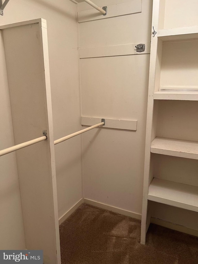 spacious closet featuring carpet floors