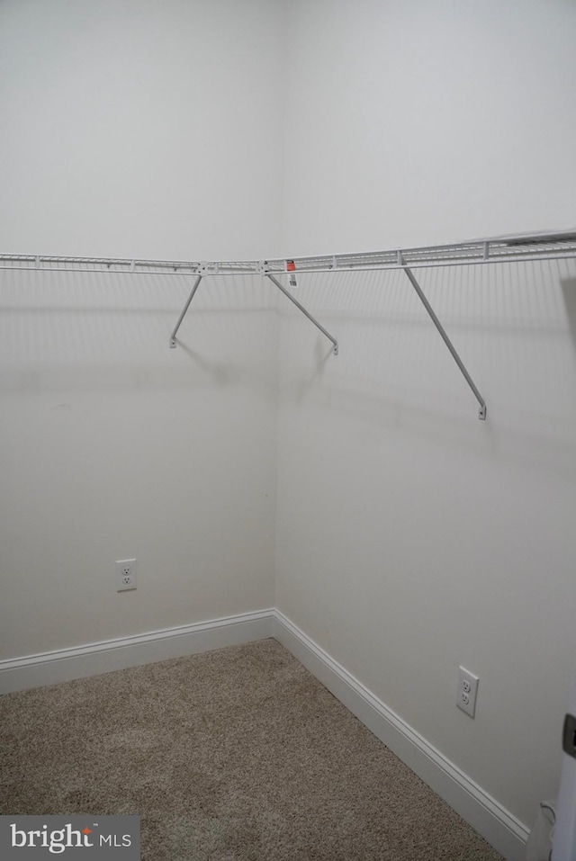 spacious closet featuring carpet flooring