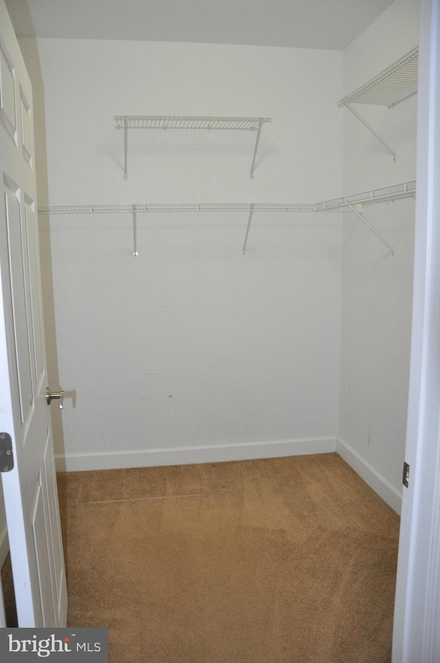 walk in closet with carpet