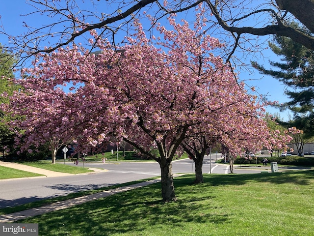 view of community with a yard