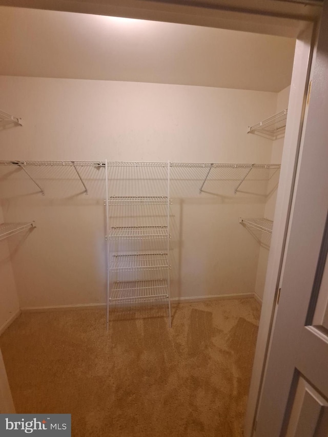 walk in closet featuring carpet flooring