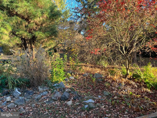 view of local wilderness