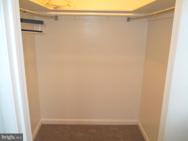 walk in closet featuring carpet