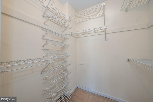 spacious closet featuring carpet