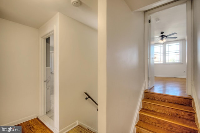 stairway featuring hardwood / wood-style floors and ceiling fan