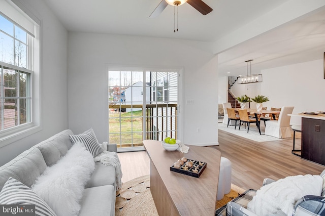 living room featuring ceiling fan with notable chandelier and light wood-type flooring