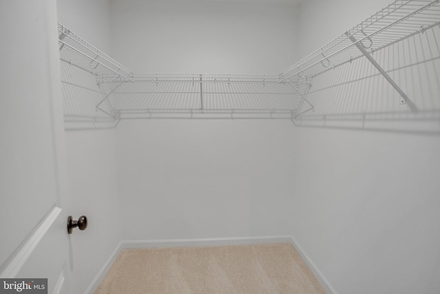 walk in closet with carpet floors