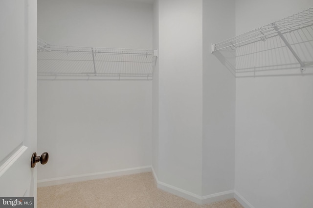 spacious closet featuring carpet