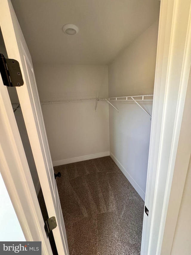 spacious closet with carpet flooring