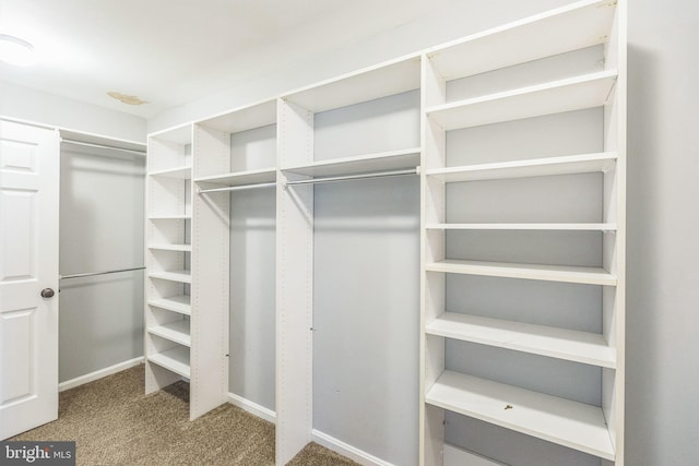 spacious closet featuring carpet flooring