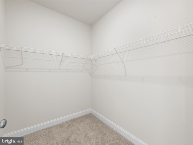 spacious closet with carpet flooring