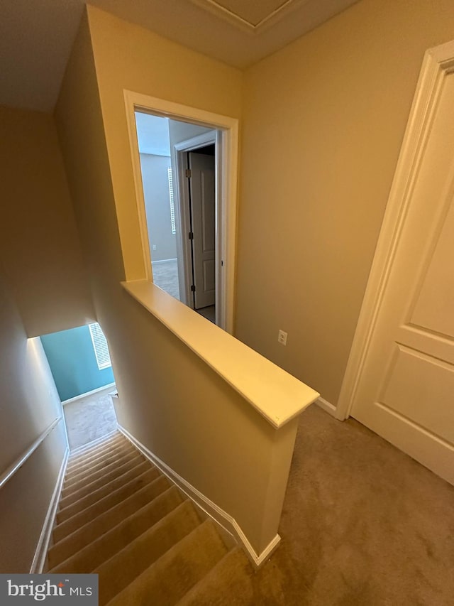 staircase featuring carpet flooring