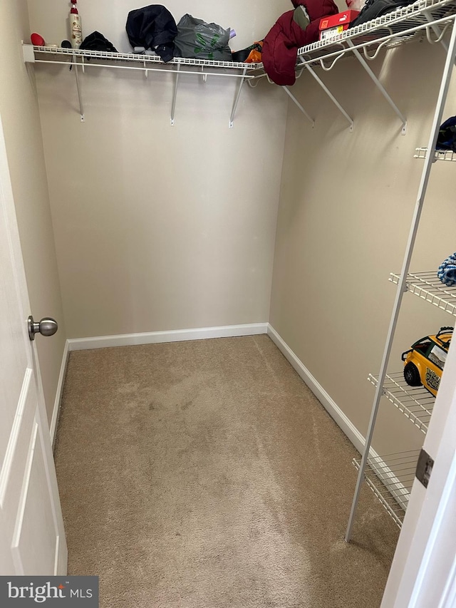 spacious closet with carpet