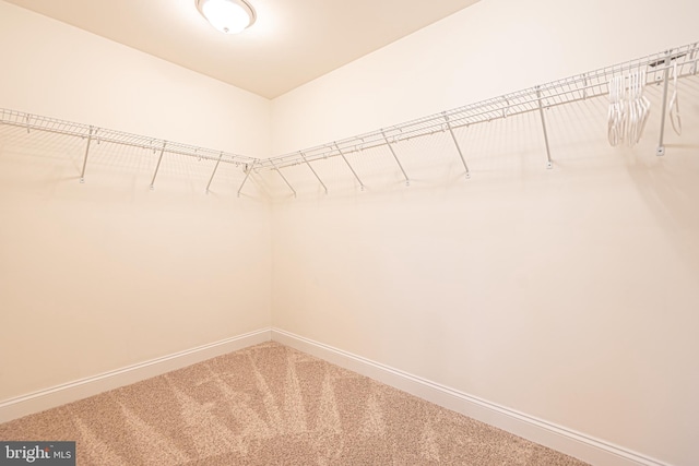 spacious closet featuring carpet