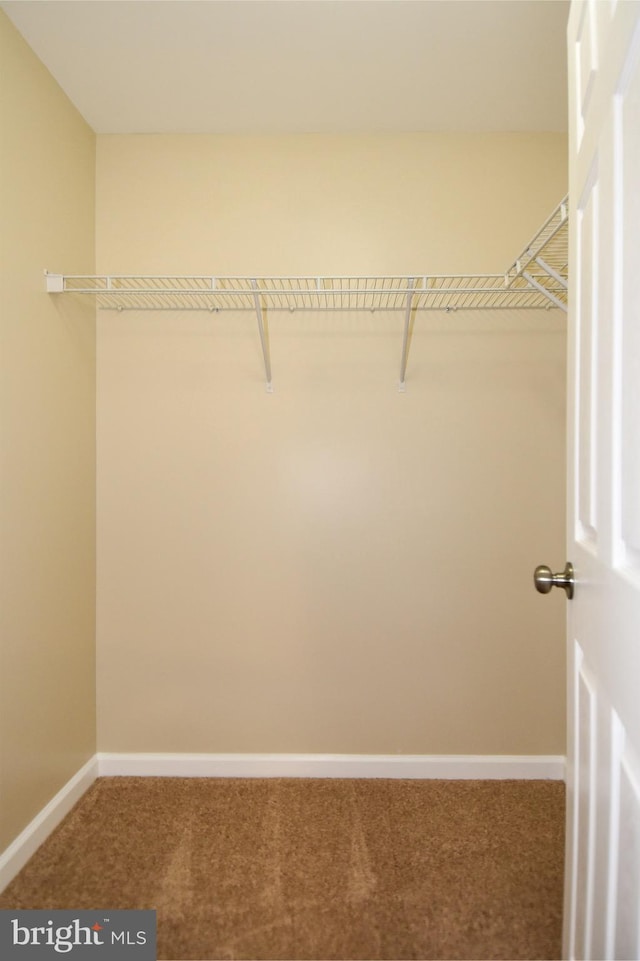 walk in closet with carpet flooring