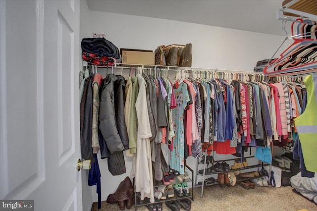 spacious closet featuring carpet flooring