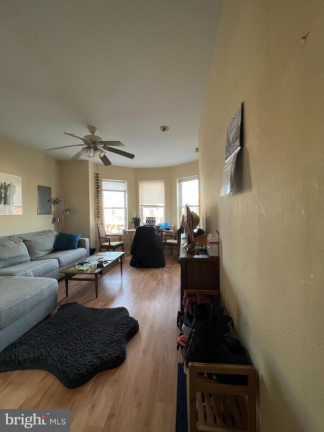 living room with ceiling fan and light hardwood / wood-style flooring