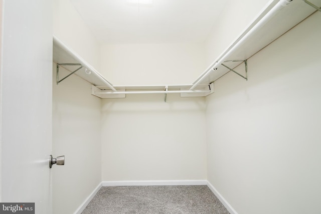 walk in closet with carpet floors