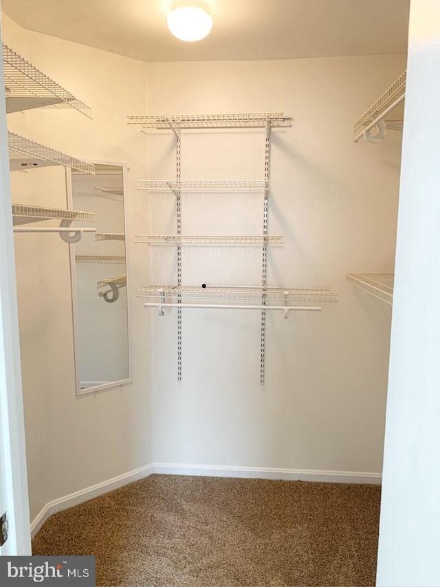 walk in closet with carpet floors