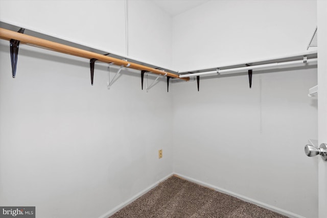 spacious closet featuring carpet