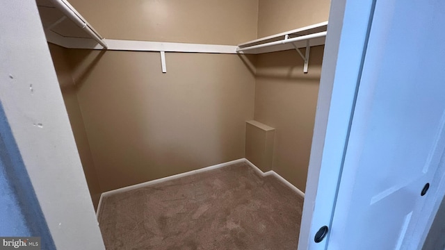 walk in closet featuring carpet floors