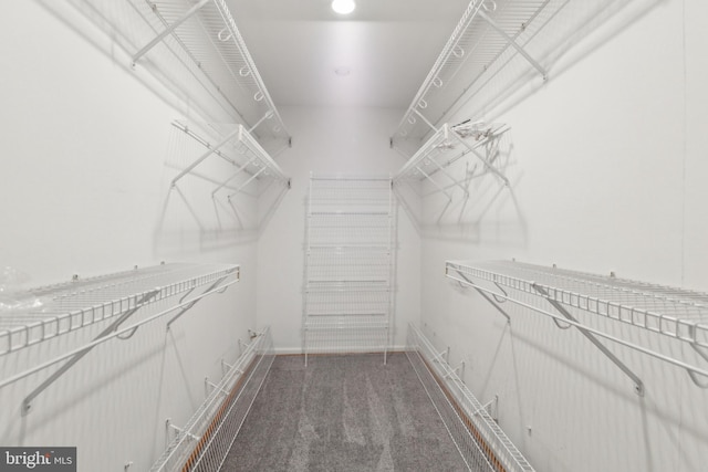 spacious closet featuring carpet flooring