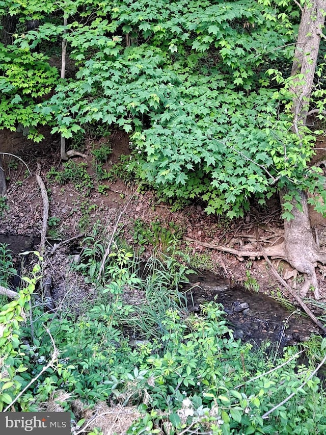 view of local wilderness