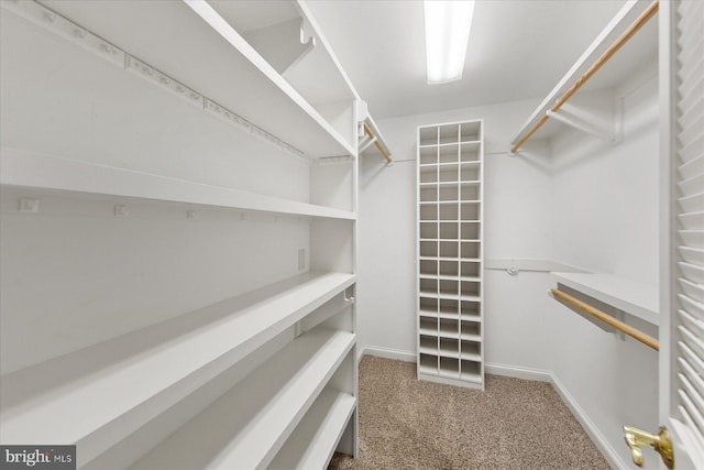 walk in closet with carpet flooring