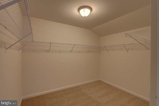 spacious closet featuring carpet floors