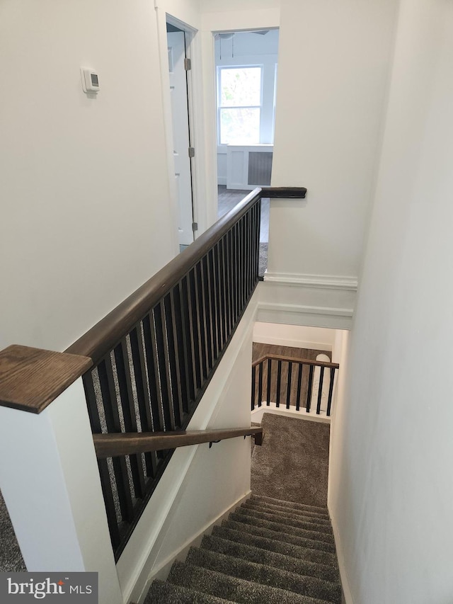 staircase featuring carpet