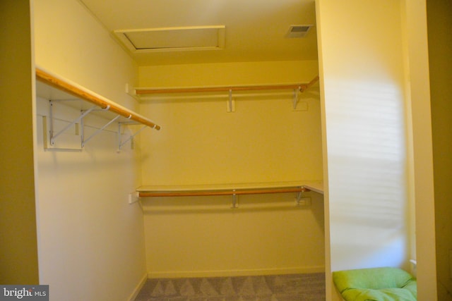 spacious closet featuring carpet floors