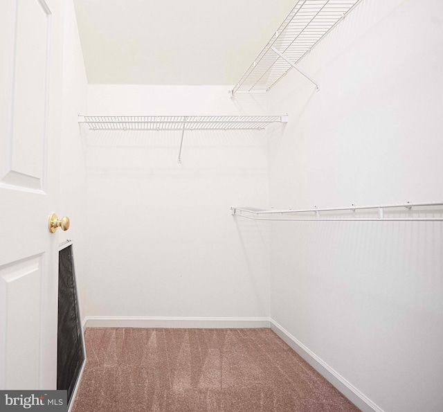 spacious closet featuring carpet flooring