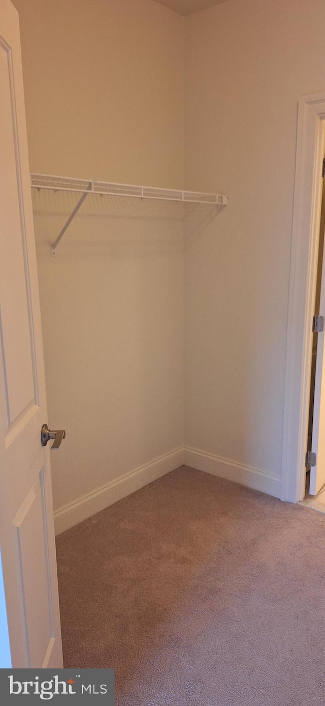 spacious closet featuring carpet floors