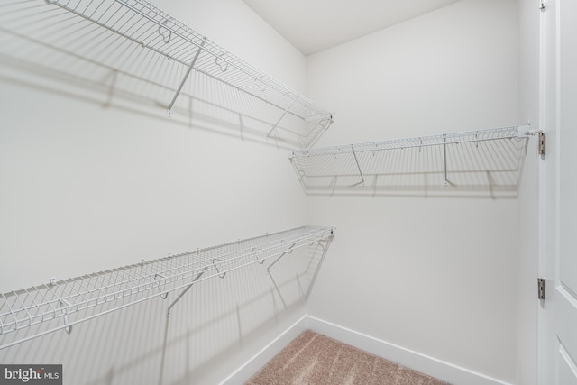 walk in closet featuring carpet flooring