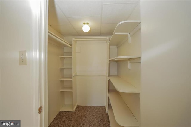 walk in closet featuring carpet flooring