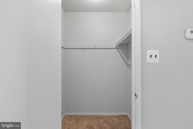 walk in closet with carpet