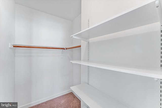 walk in closet featuring carpet flooring